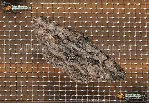 Thumbnail image #3 of the Common-Gray-Moth