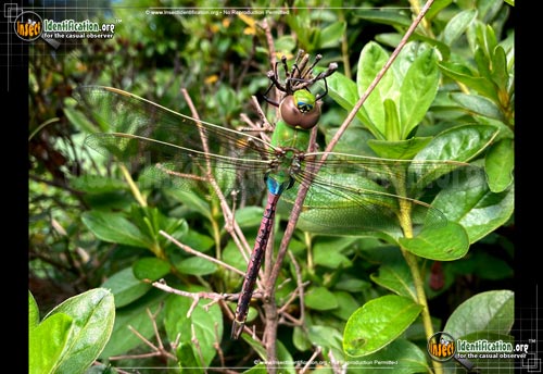 Thumbnail image of the Common-Green-Darner