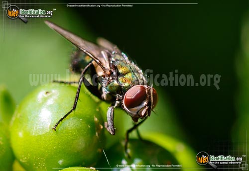 Thumbnail image #3 of the Common-Greenbottle-Fly