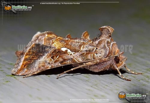 Thumbnail image #2 of the Common-Looper-Moth