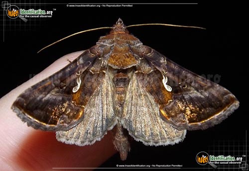 Thumbnail image #3 of the Common-Looper-Moth