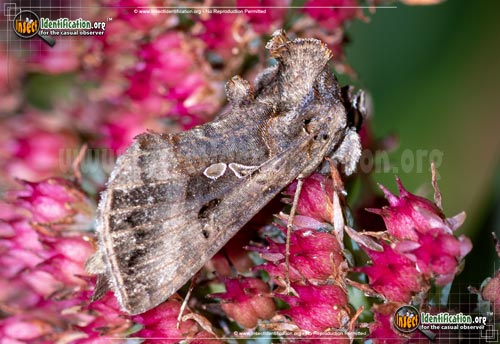 Thumbnail image of the Common-Looper-Moth