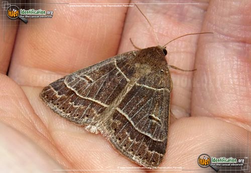 Thumbnail image of the Common-Oak-Moth