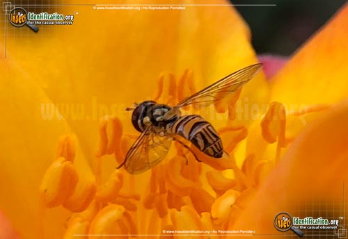 Thumbnail image of the Common-Oblique-Syrphid-Fly