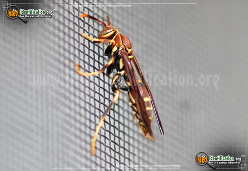 Thumbnail image #4 of the Common-Paper-Wasp