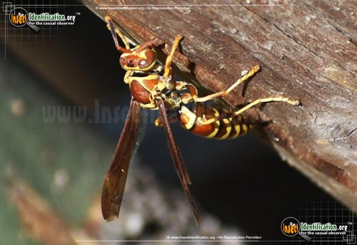 Color Variation Paper Wasp Common Paper Wasp
