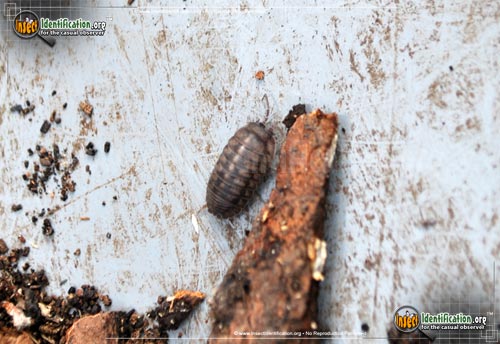 Thumbnail image #2 of the Common-Pillbug