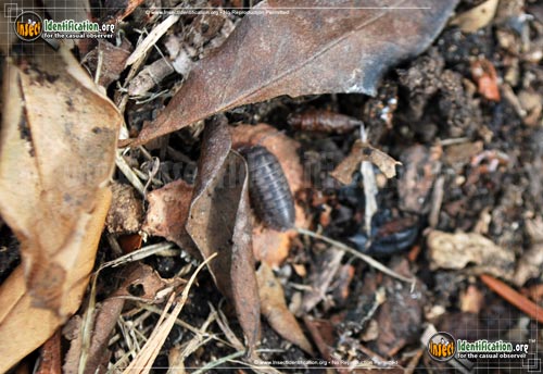 Thumbnail image #4 of the Common-Pillbug