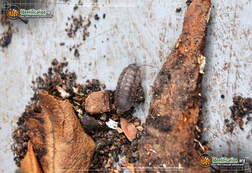 Thumbnail image #5 of the Common-Pillbug