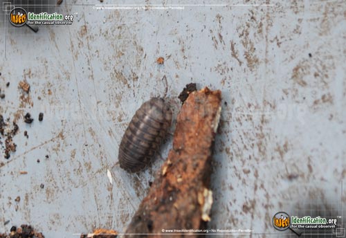 Thumbnail image #6 of the Common-Pillbug