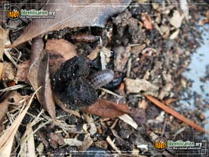Thumbnail image #7 of the Common-Pillbug