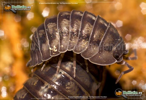 Thumbnail image of the Common-Pillbug
