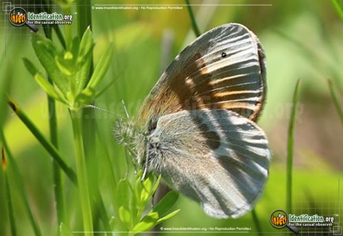 Thumbnail image of the Common-Ringlet-Butterfly