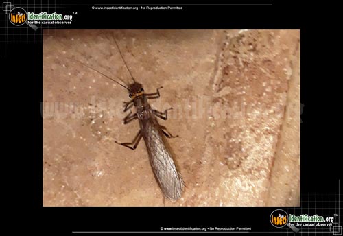 Thumbnail image #4 of the Common-Stonefly