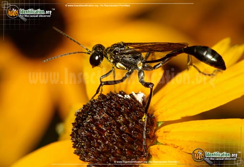 Thumbnail image #2 of the Common-Thread-Waisted-Wasp-Eremnophila-aureonotata