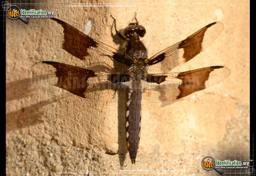 Thumbnail image #4 of the Common-Whitetail-Skimmer