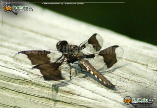 Thumbnail image #5 of the Common-Whitetail-Skimmer