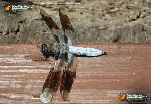 Thumbnail image #2 of the Common-Whitetail-Skimmer