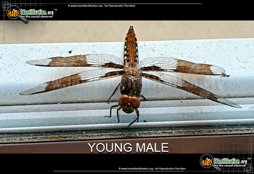 Thumbnail image #8 of the Common-Whitetail-Skimmer