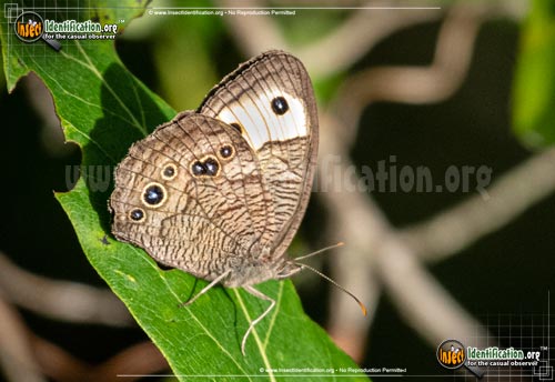 Thumbnail image #4 of the Common-Wood-Nymph-Butterfly