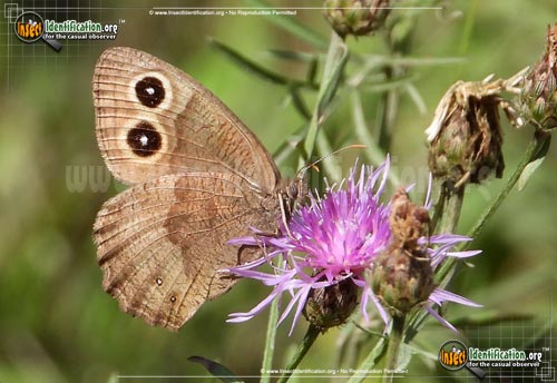 Thumbnail image of the Common-Wood-Nymph-Butterfly