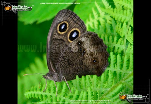 Thumbnail image #2 of the Common-Wood-Nymph-Butterfly