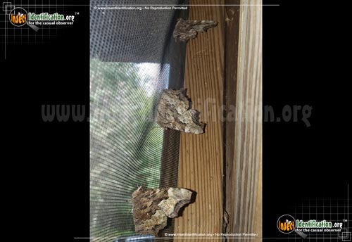 Thumbnail image #3 of the Compton-Tortoiseshell-Butterfly