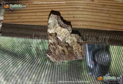 Thumbnail image #2 of the Compton-Tortoiseshell-Butterfly
