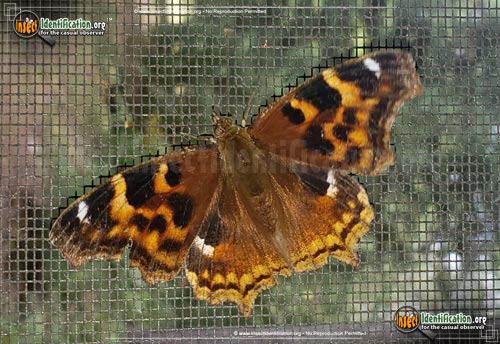 Thumbnail image of the Compton-Tortoiseshell-Butterfly