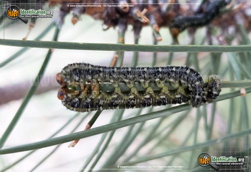 Thumbnail image of the Conifer-Sawfly-Zadiprion-townsendi