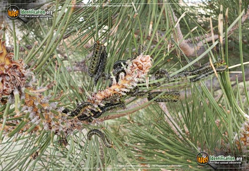 Thumbnail image #2 of the Conifer-Sawfly-Zadiprion-townsendi