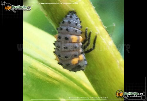 Thumbnail image #6 of the Convergent-Lady-Beetle