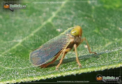 Thumbnail image #2 of the Coppery-Leafhopper
