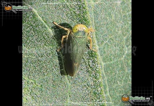 Thumbnail image #3 of the Coppery-Leafhopper