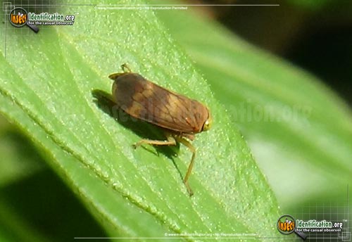 Thumbnail image of the Coppery-Leafhopper