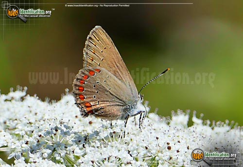 Thumbnail image of the Coral-Hairstreak-Butterfly