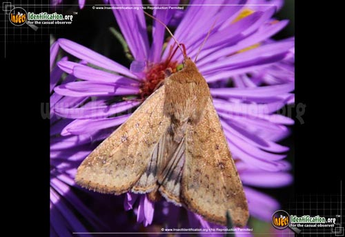 Thumbnail image of the Corn-Earworm-Moth
