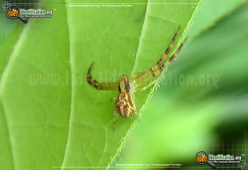 Thumbnail image #2 of the Crab-Spider-Mecaphesa-Dubia
