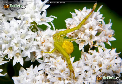 Thumbnail image of the Crab-Spider-Mecaphesa
