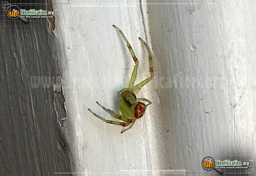 Thumbnail image #2 of the Crab-Spider-Mecaphesa