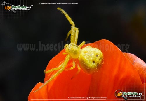 Thumbnail image of the Crab-Spider-Mecaphesa