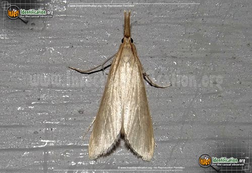 Thumbnail image #3 of the Crambid-Snout-Moth