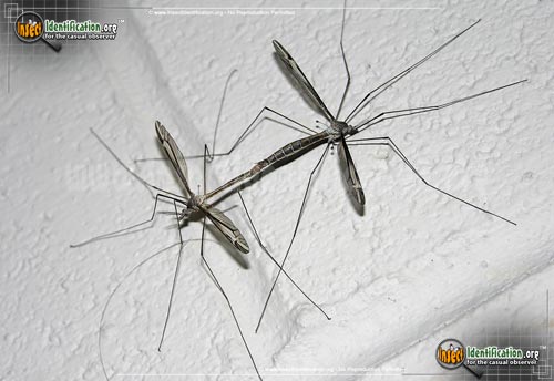 Thumbnail image of the Crane-Fly-Tipula-furca