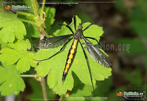 Thumbnail image of the Cranefly-Lunatipula