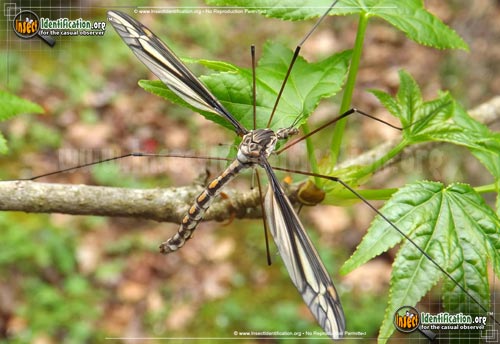 Thumbnail image of the Cranefly