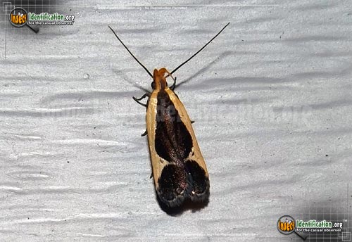 Thumbnail image of the Cream-Bordered-Dichomeris-Moth
