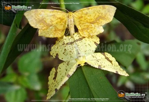 Thumbnail image of the Crocus-Geometer-Moth