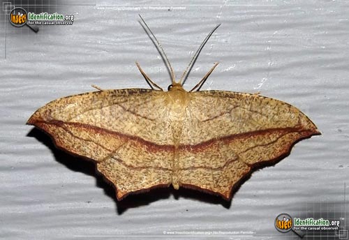 Thumbnail image of the Cross-Lined-Wave-Moth