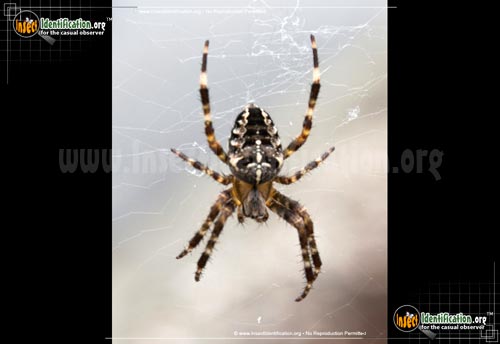 Thumbnail image #6 of the Cross-Orbweaver-Spider