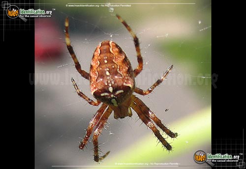 Thumbnail image #4 of the Cross-Orbweaver-Spider